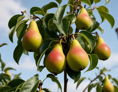 Le origini del peperoncino
