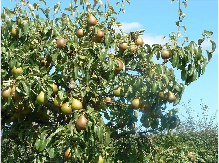 Le origini del peperoncino