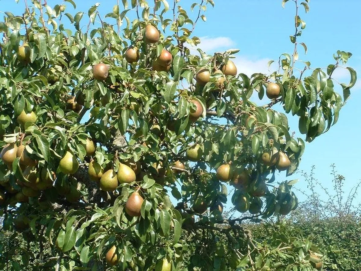 Le origini del peperoncino
