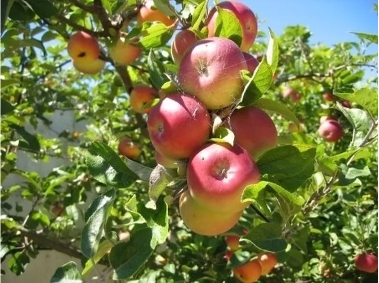 Magnolia e Melo