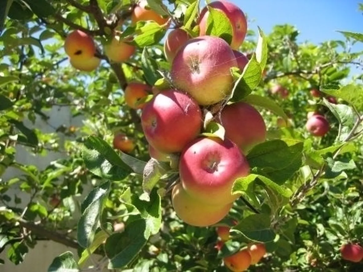 Magnolia e Melo