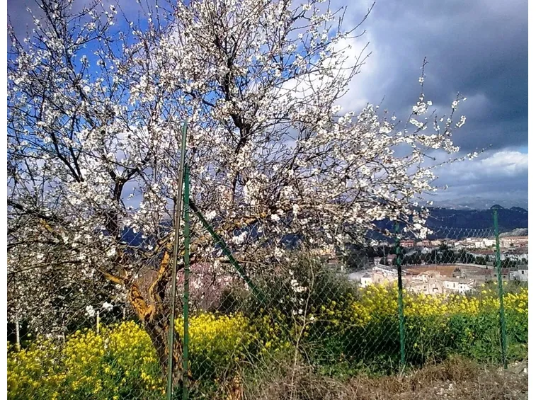 Malattie del Mandorlo e possibili rimedi