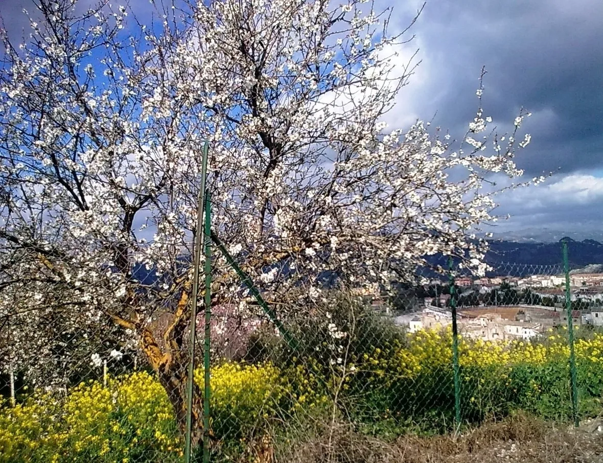 Malattie del Mandorlo e possibili rimedi