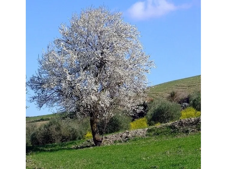 Mandorlo-12