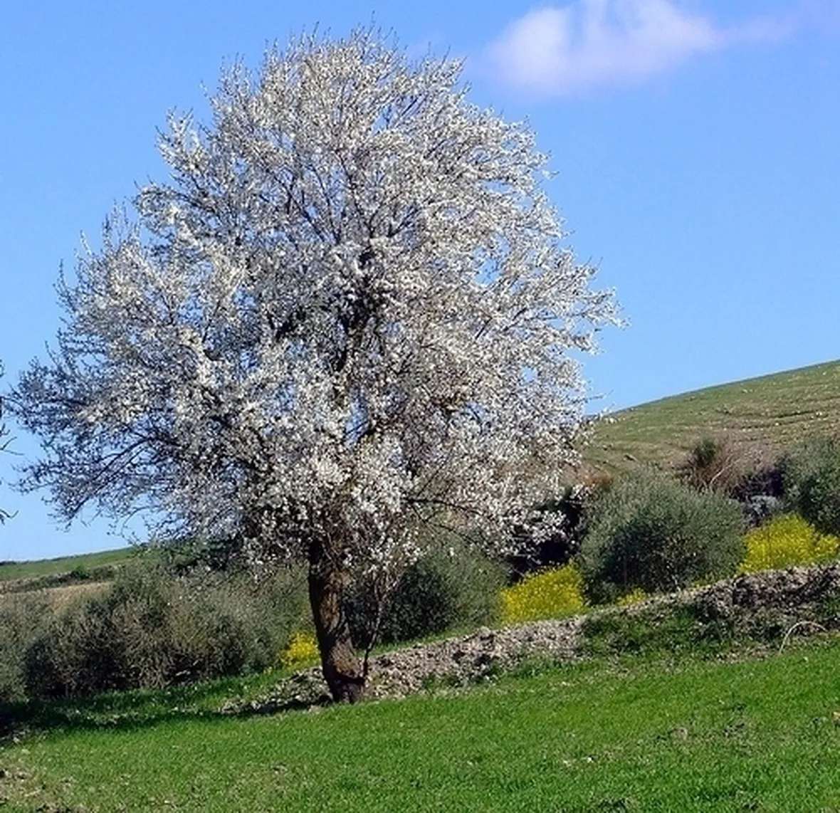Mandorlo-12
