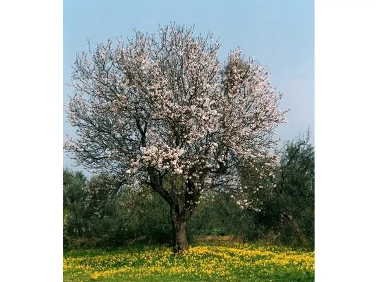 Mandorlo-27