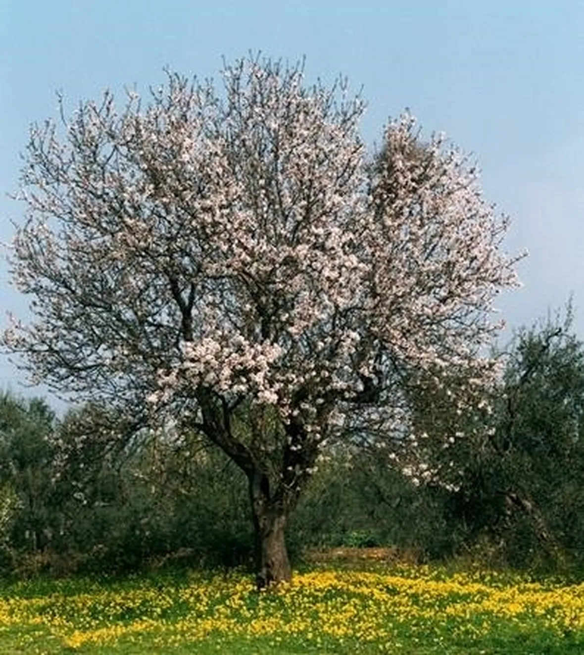 Mandorlo-27