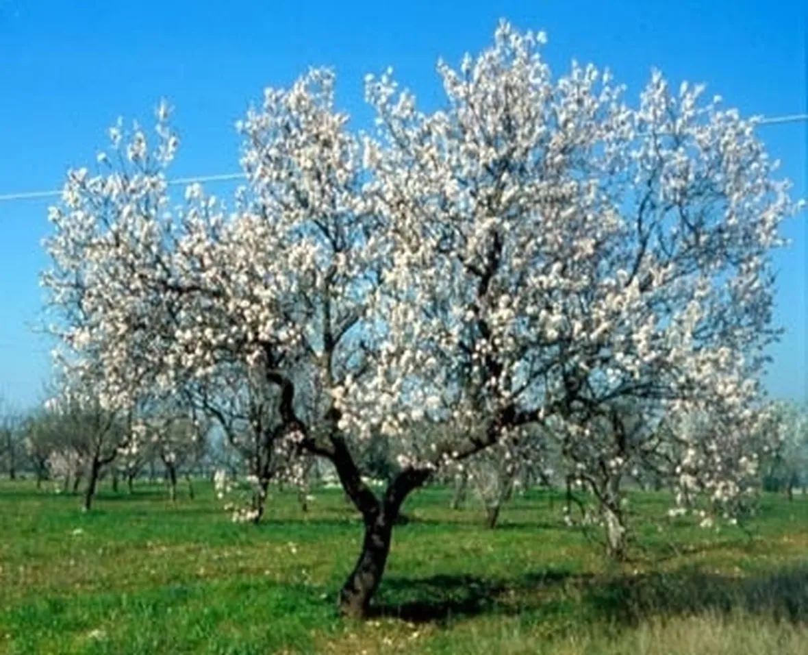 Mandorlo-28