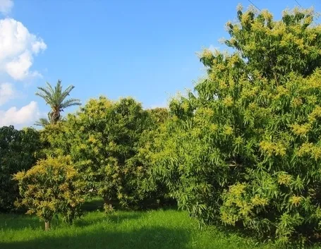 Mango