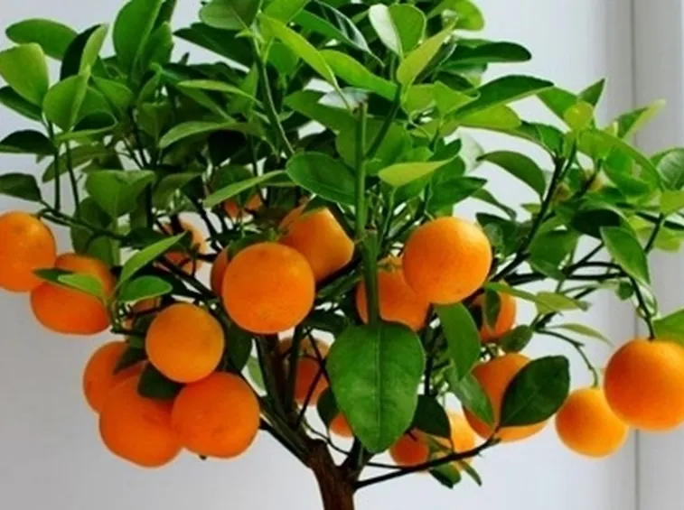 Olio essenziale arancio
