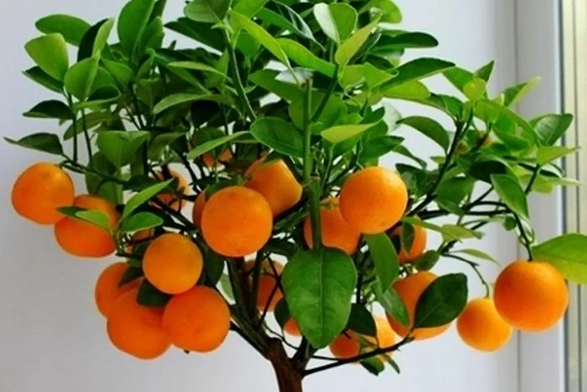 Olio essenziale arancio

