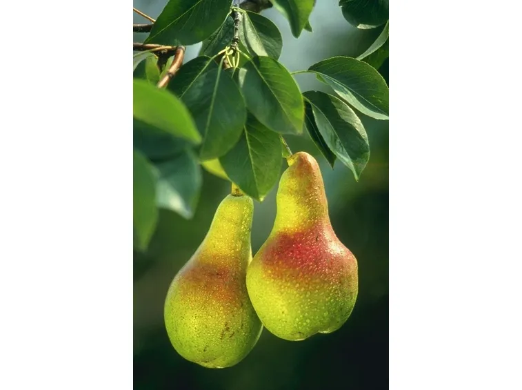 Peperoncini a piccantezza media
