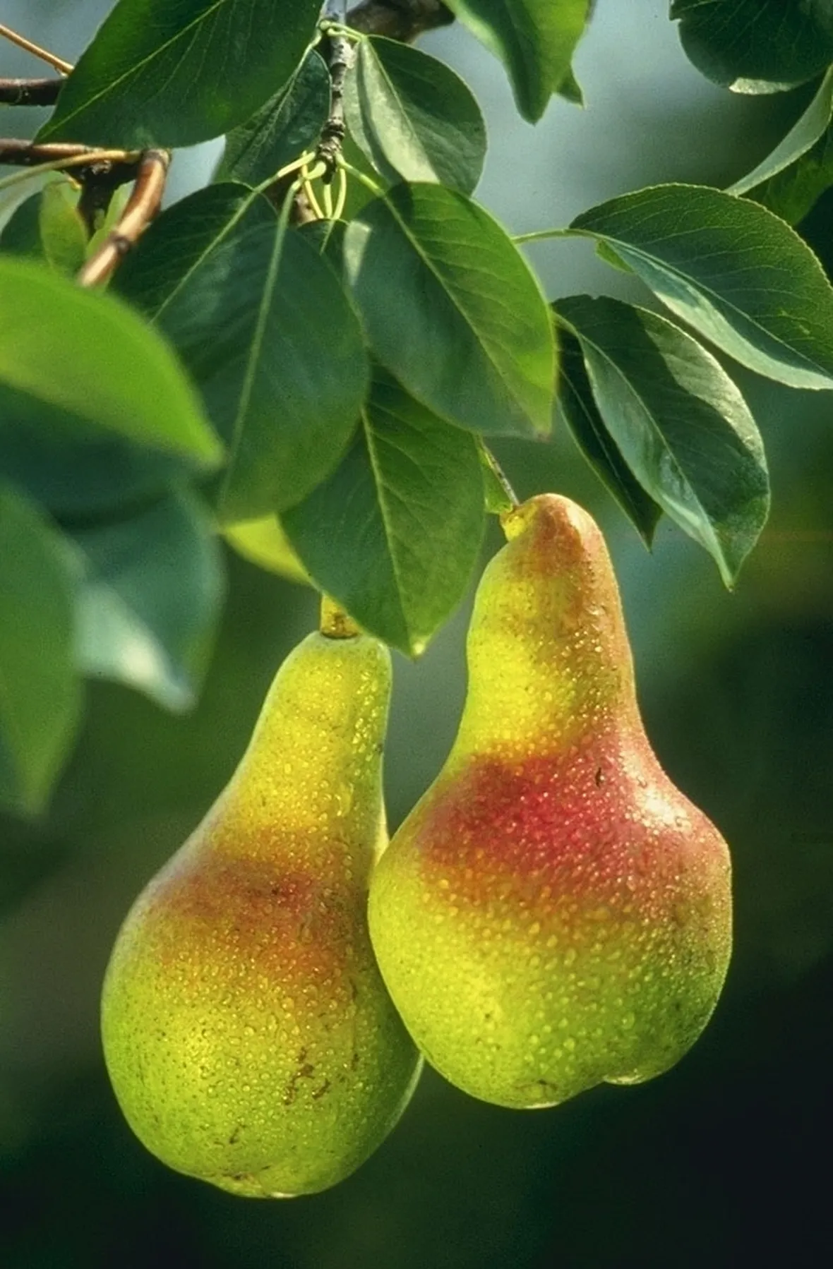 Peperoncini a piccantezza media