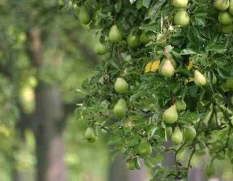 Peperoncini messicani Serrano, il fuoco moderato