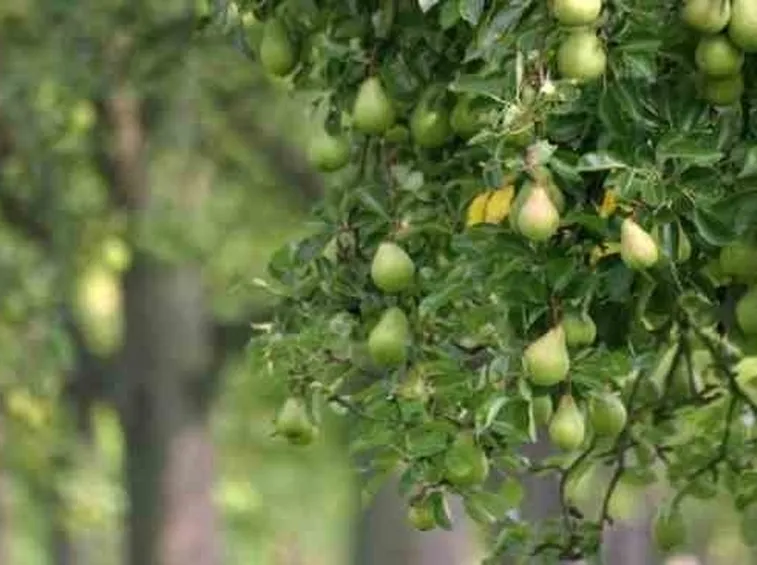 Peperoncini messicani Serrano, il fuoco moderato