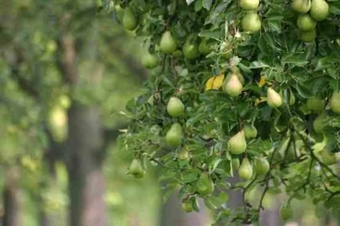 Peperoncini messicani Serrano, il fuoco moderato