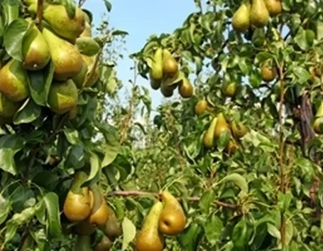 Peperoncino messicano: origini e storia