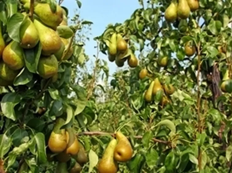 Peperoncino messicano: origini e storia