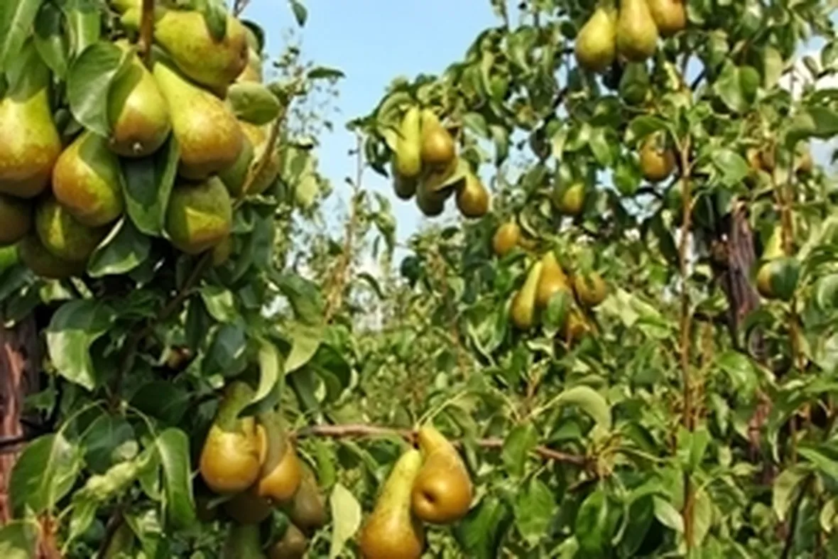 Peperoncino messicano: origini e storia