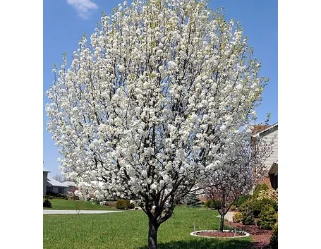 Peperoni