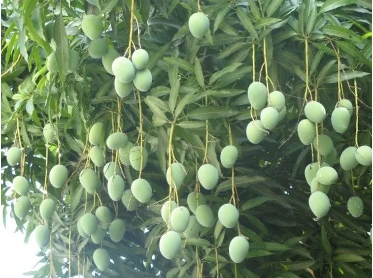 Peronospora