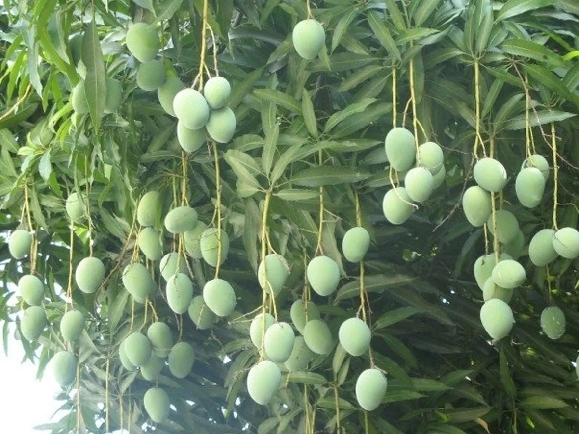 Peronospora
