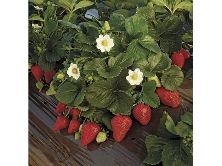 Proprietà benefiche della fragola