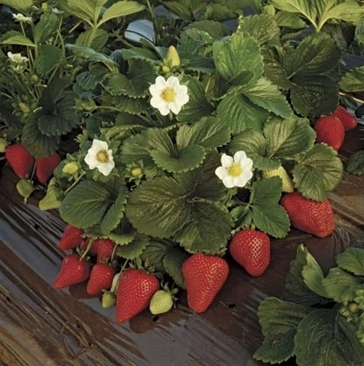 Proprietà benefiche della fragola