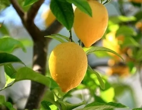 Risposta : avere cura della pianta di limone