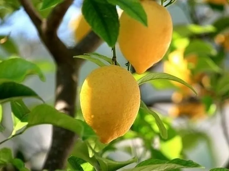 Risposta : avere cura della pianta di limone