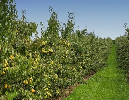 Risposta : bouganvillea e cappero