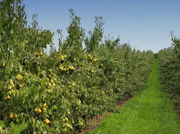 Risposta : bouganvillea e cappero