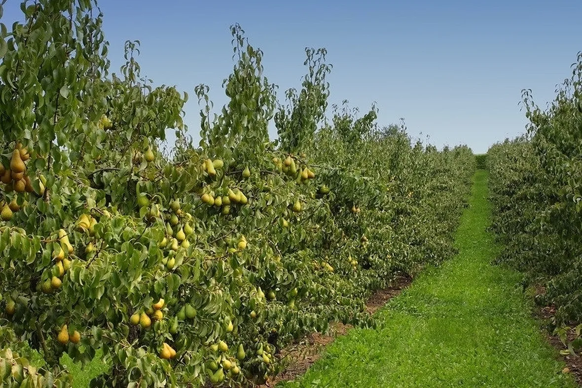 Risposta : bouganvillea e cappero