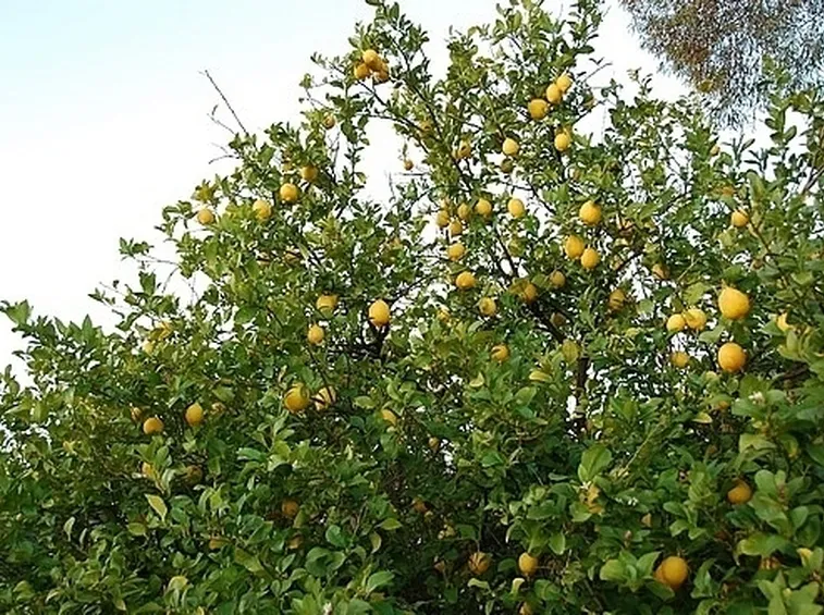 Risposta : Caduta delle foglie nel limone