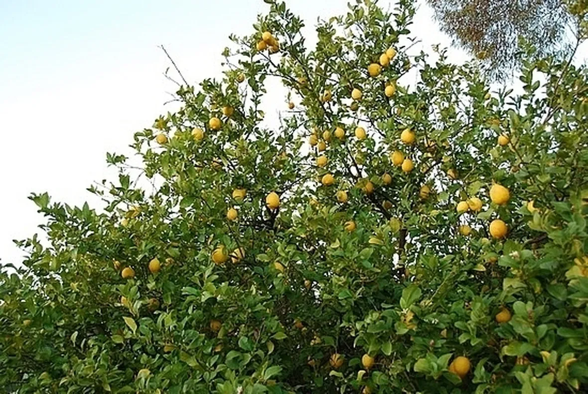 Risposta : Caduta delle foglie nel limone