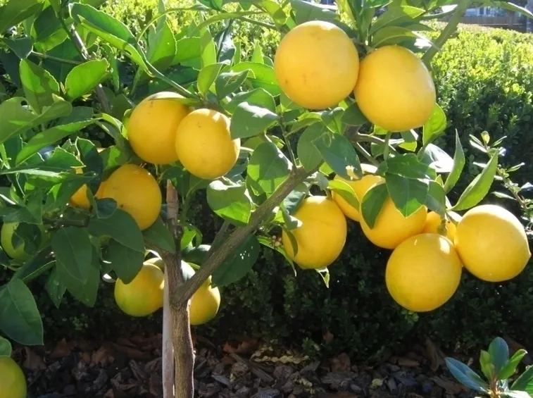 Risposta : il limone