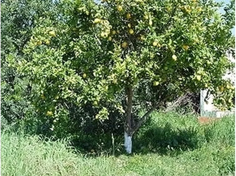 Risposta: innesto limone