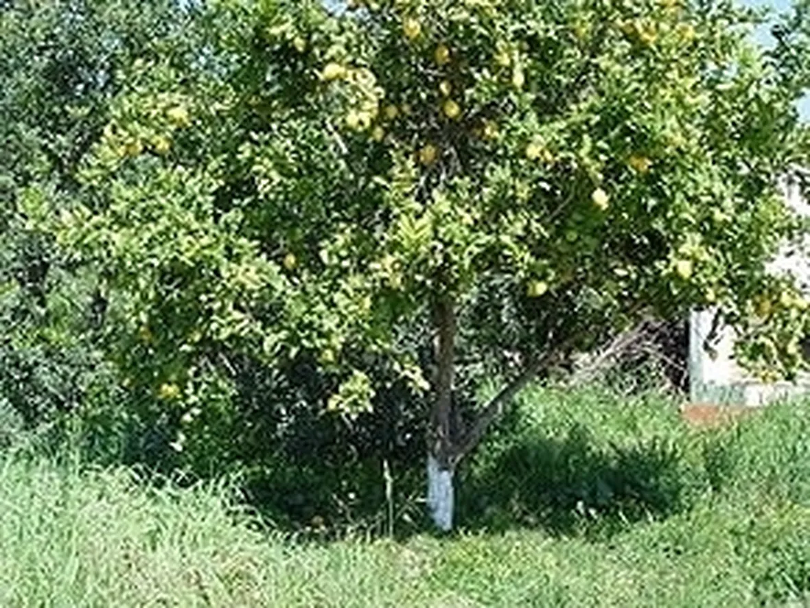 Risposta: innesto limone