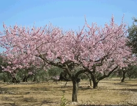 Risposta : Mandorlo strano