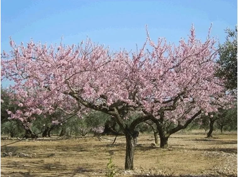 Risposta : Mandorlo strano