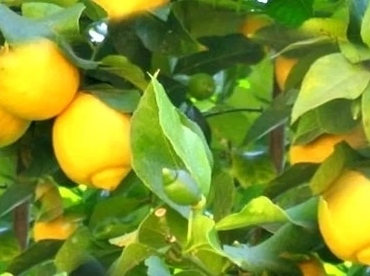 Risposta : perche' la pianta di limone perde foglie