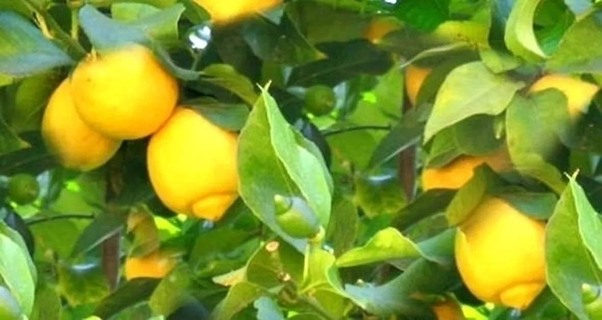 Risposta : perche' la pianta di limone perde foglie