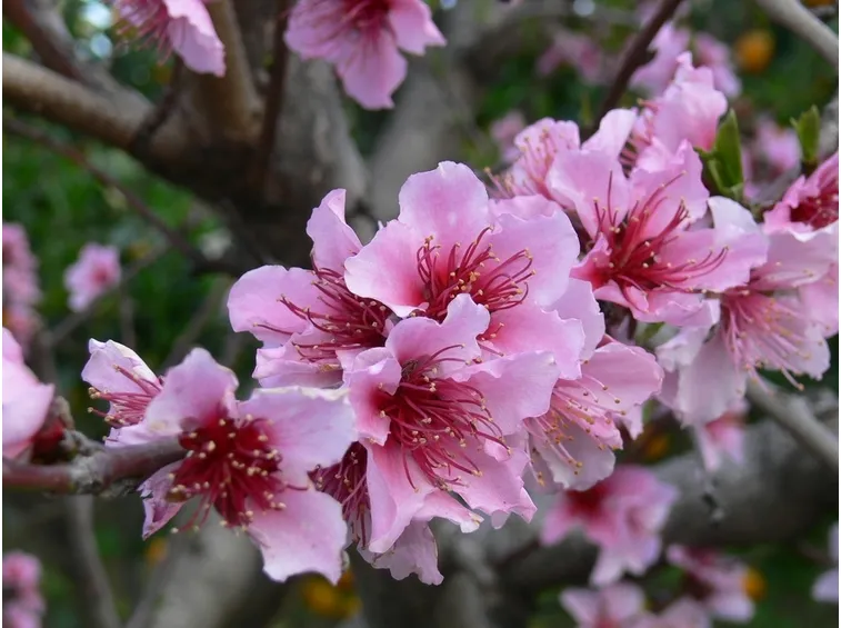Risposta : pesco senza fiori