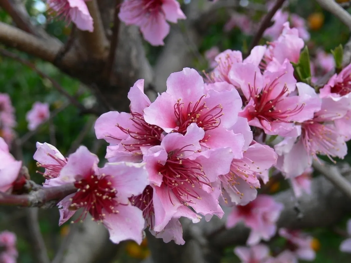 Risposta : pesco senza fiori