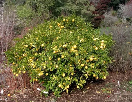 Risposta : problemi per il limone
