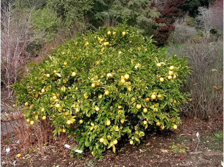Risposta : problemi per il limone