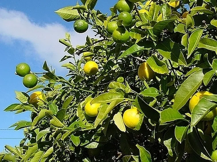 Risposta: quanto annaffiare il limone