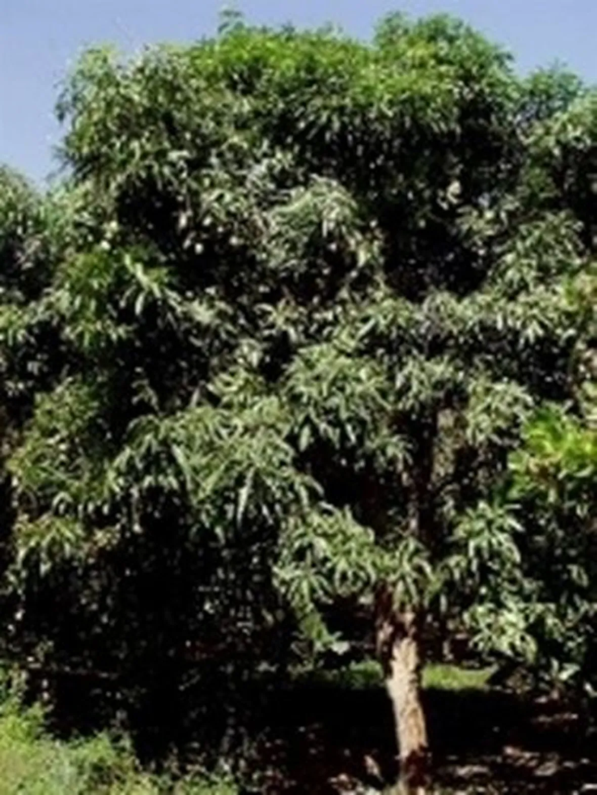 Risposta: riconoscere una pianta
