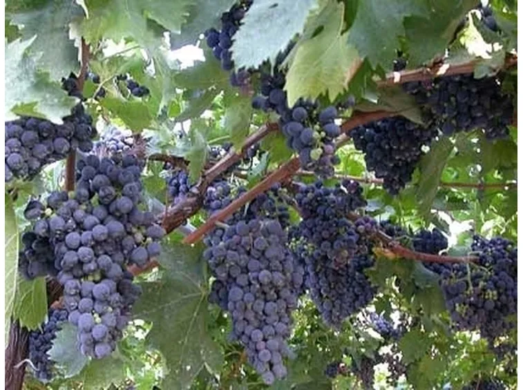 Risposta : TRONCO DI VITE