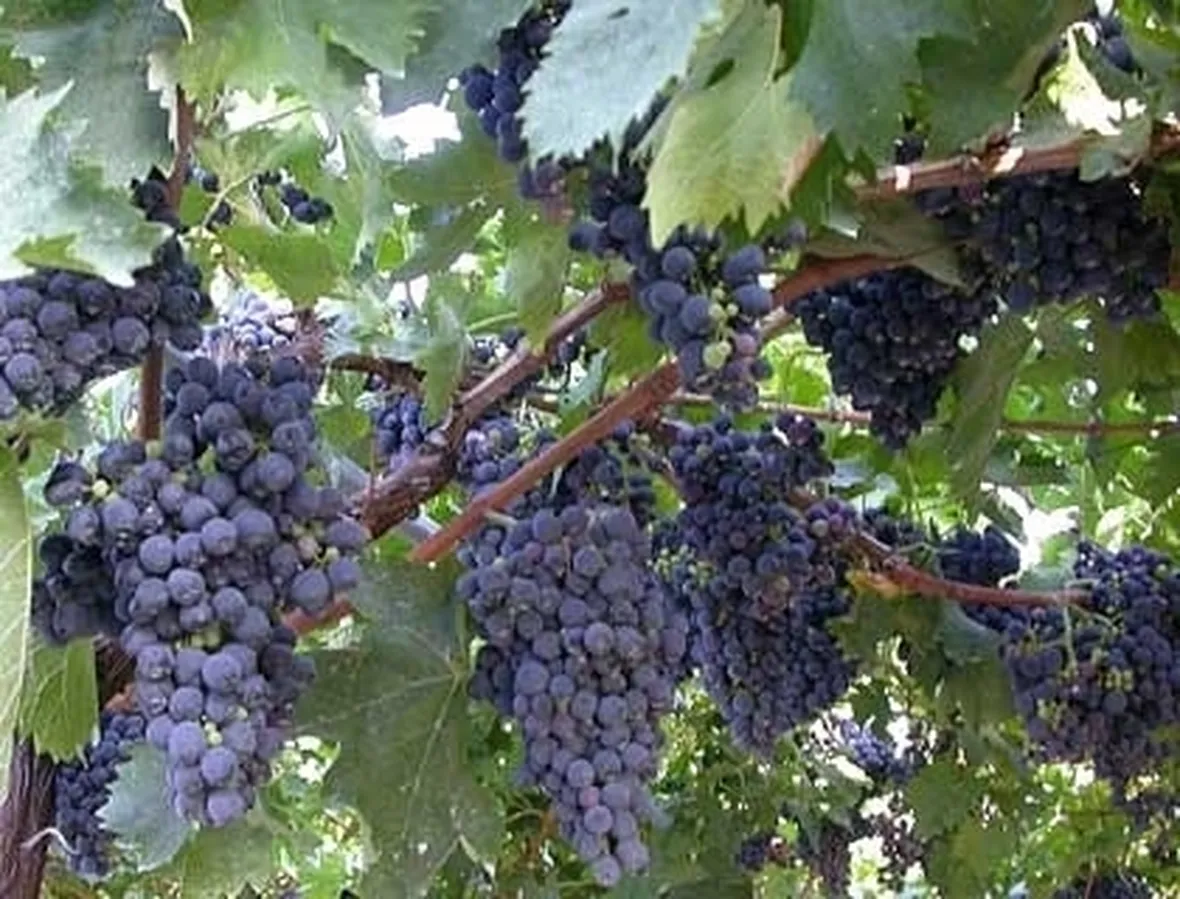 Risposta : TRONCO DI VITE